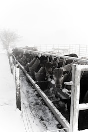 A herd of cattle eating from a long feeding trough in a snowy and foggy environment. The area is fenced and the snow covers the ground and parts of the fence. The cattle appear to be settled together closely and are focused on feeding.