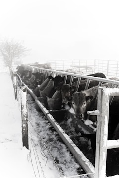 A herd of cattle eating from a long feeding trough in a snowy and foggy environment. The area is fenced and the snow covers the ground and parts of the fence. The cattle appear to be settled together closely and are focused on feeding.