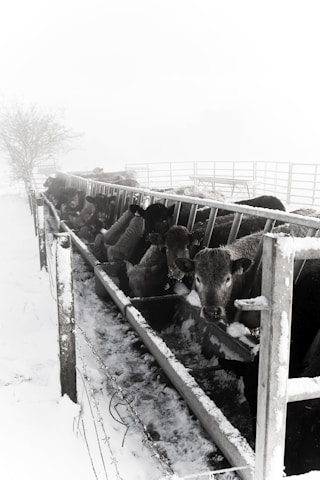 A herd of cattle eating from a long feeding trough in a snowy and foggy environment. The area is fenced and the snow covers the ground and parts of the fence. The cattle appear to be settled together closely and are focused on feeding.