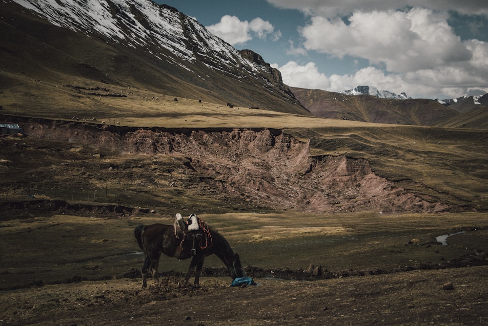 brown horse eating grass near mountains