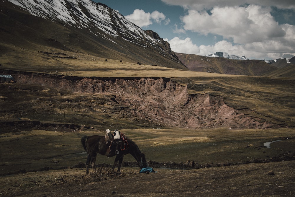 cheval brun mangeant de l’herbe près des montagnes