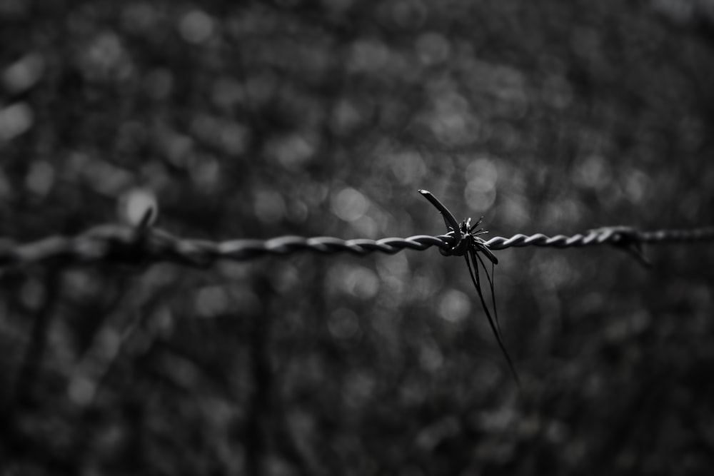 steel barbed wire