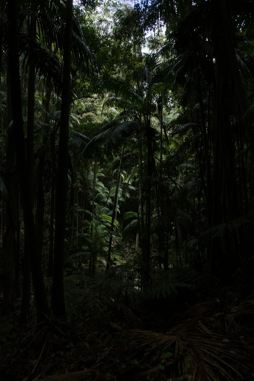 forest during daytime