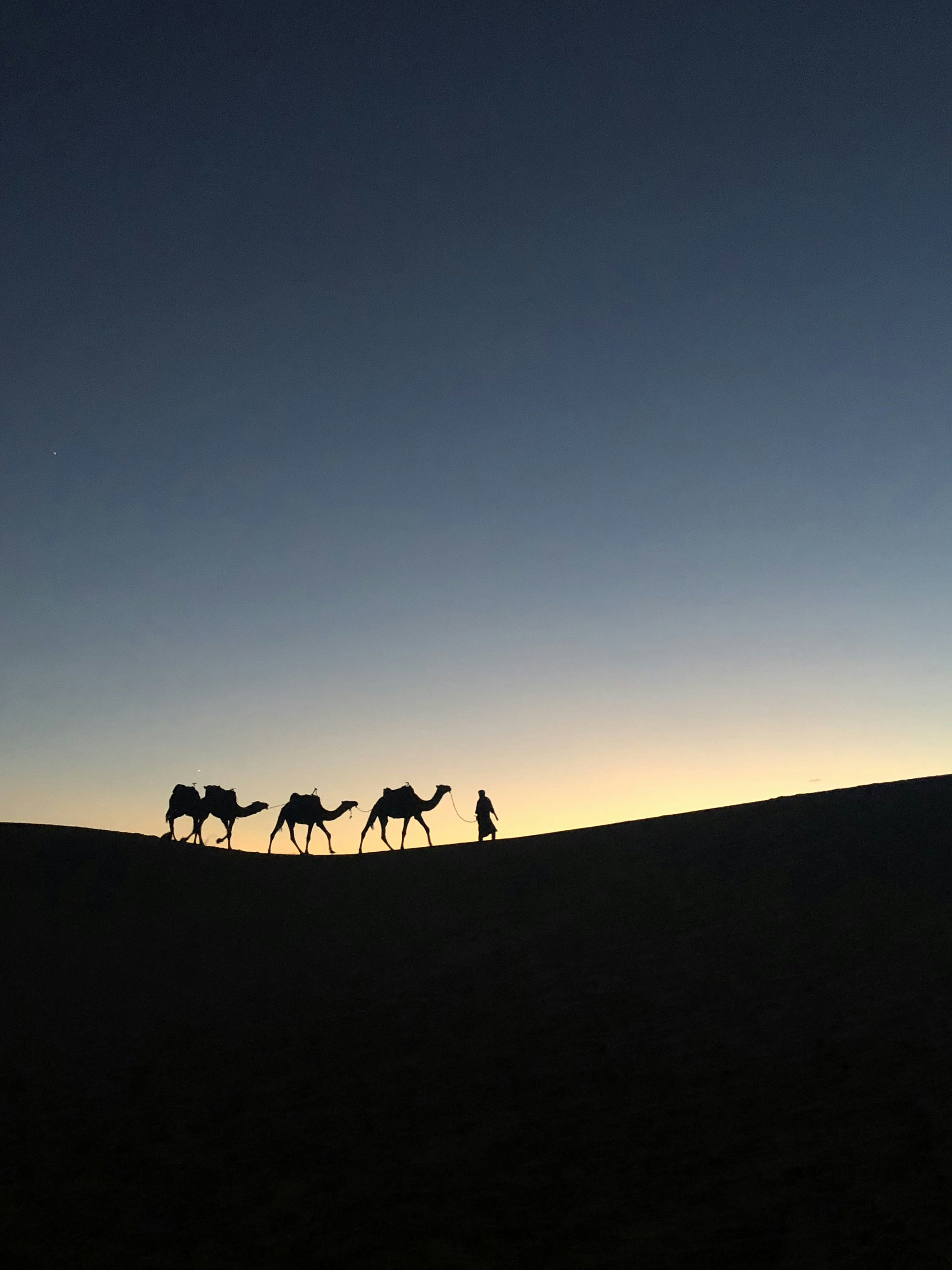 silhouette photo of man holding leash of camel