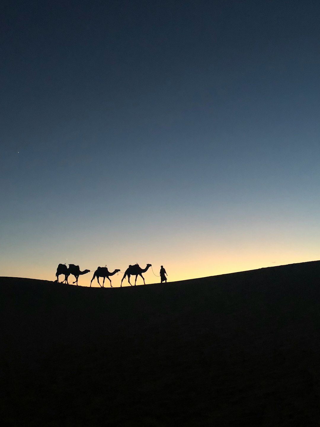  silhouette photo of man holding leash of camel camel