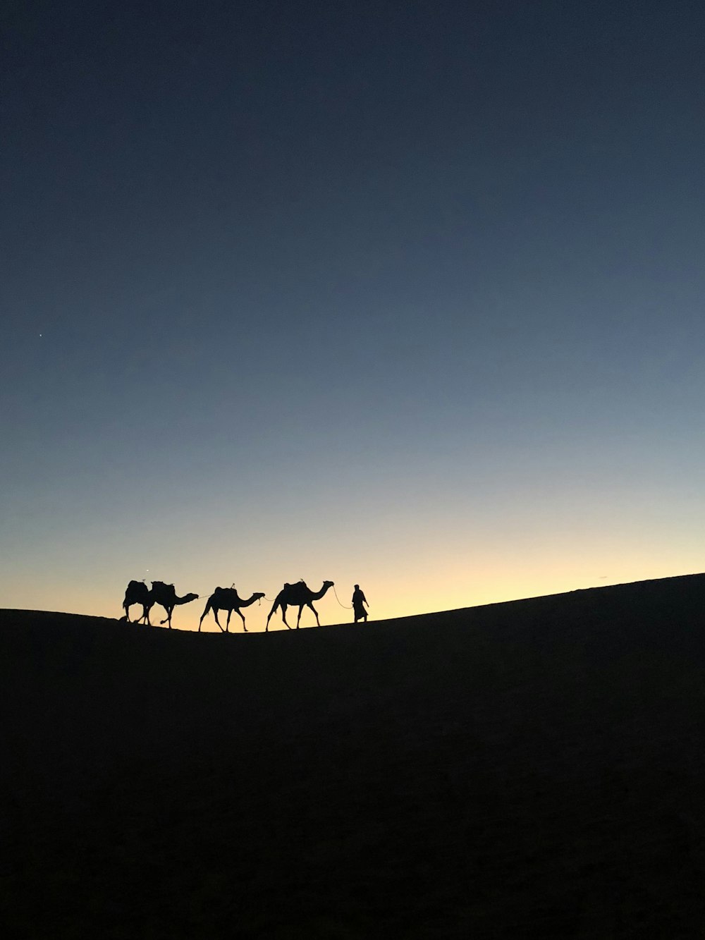 Foto da silhueta do homem segurando a coleira do camelo