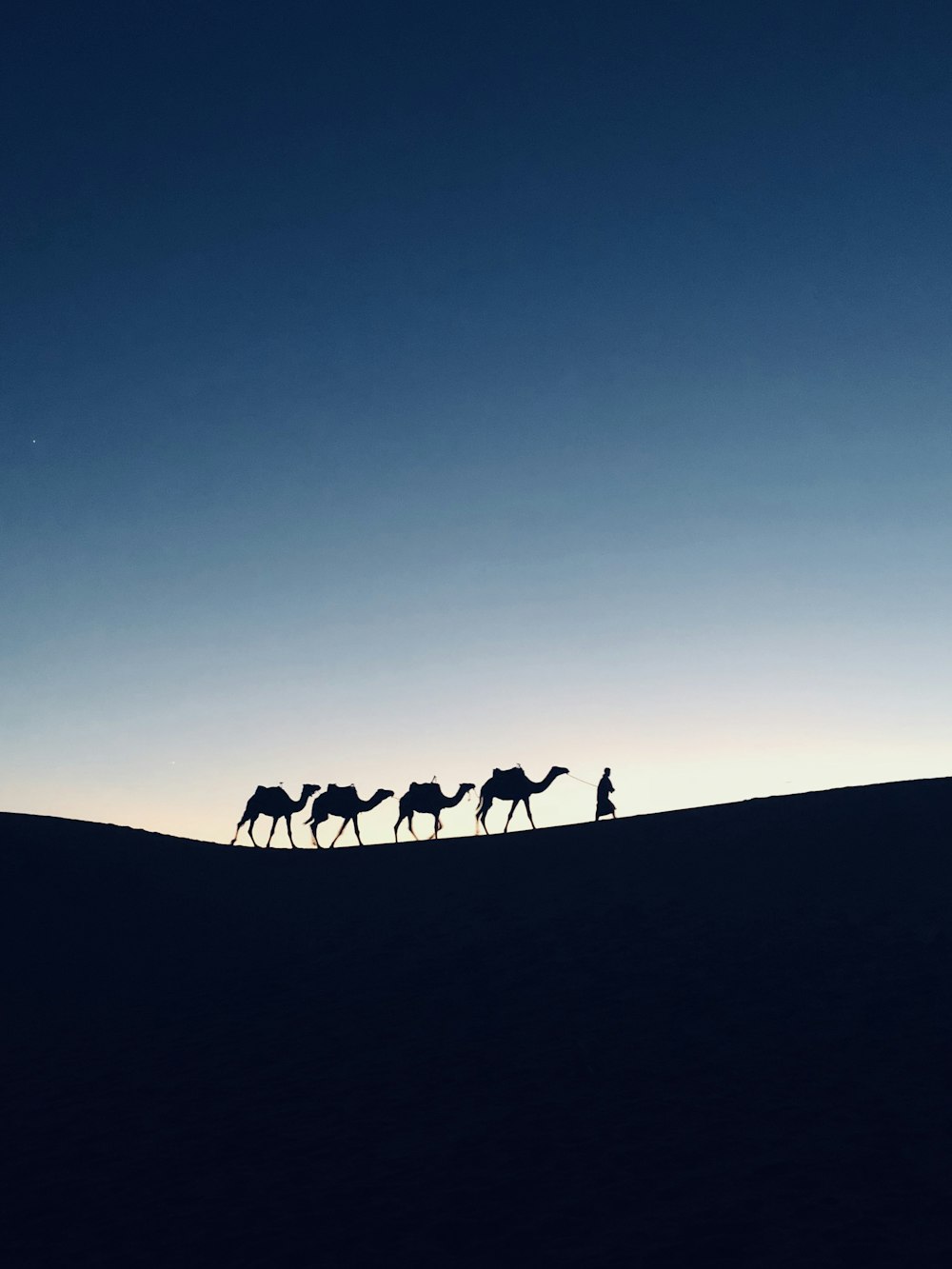 Photographie de silhouette de quatre chameaux