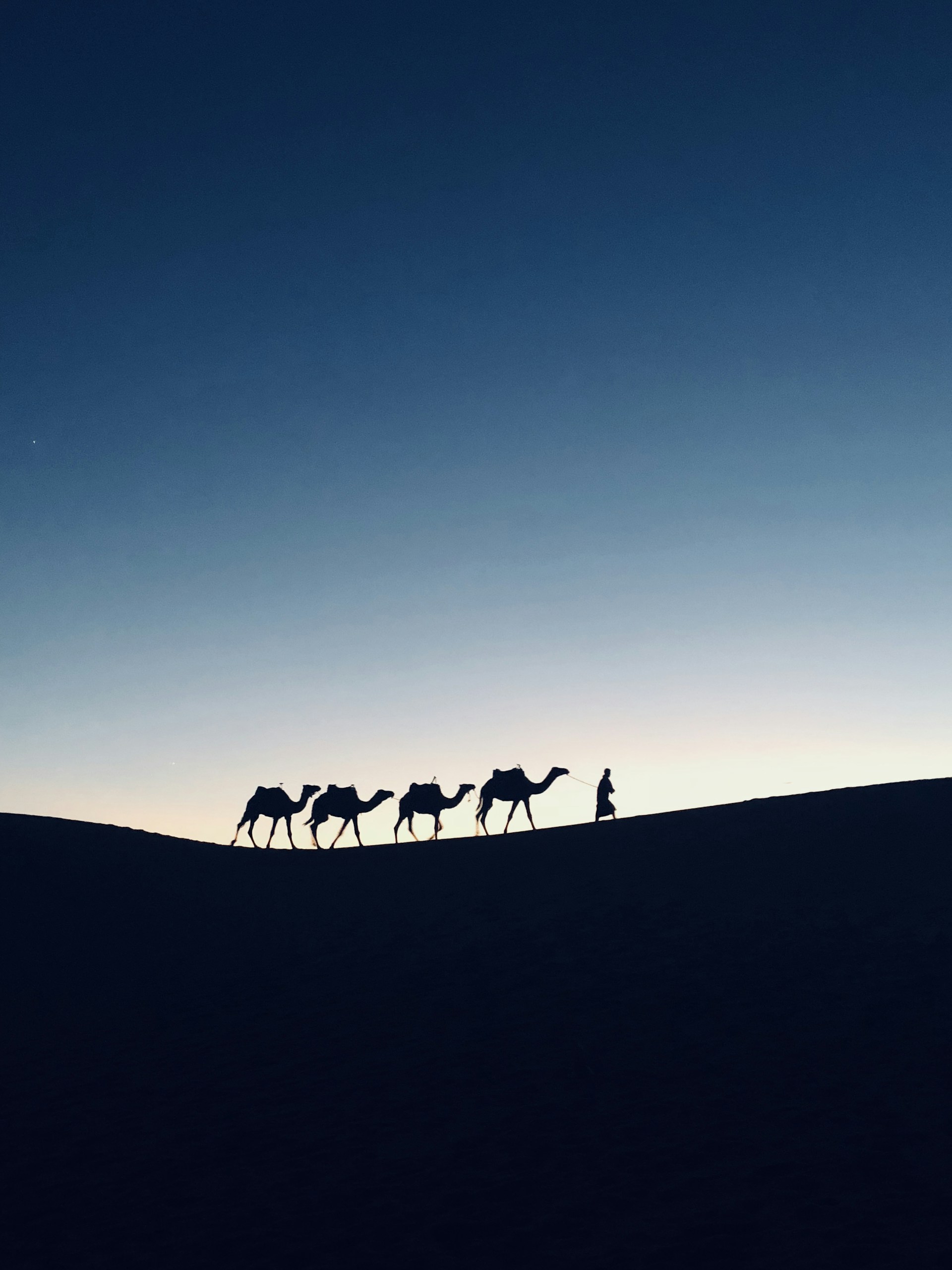 silhouette photography of four camels