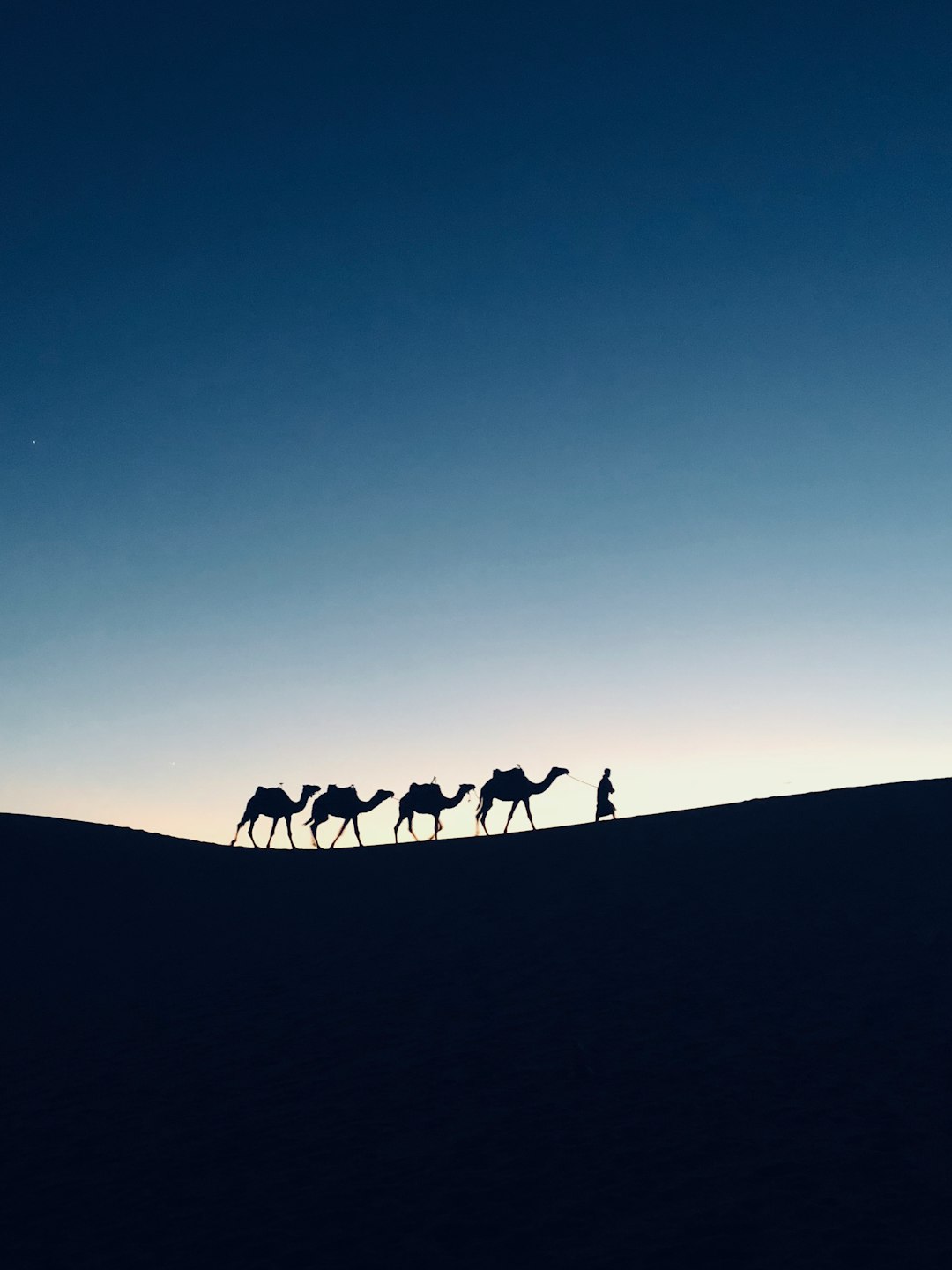  silhouette photography of four camels camel