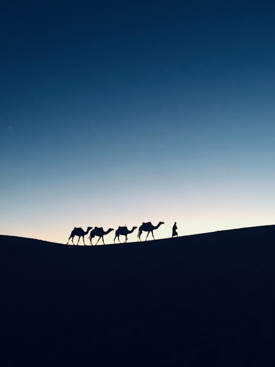 silhouette photography of four camels in Errachidia Province Morocco