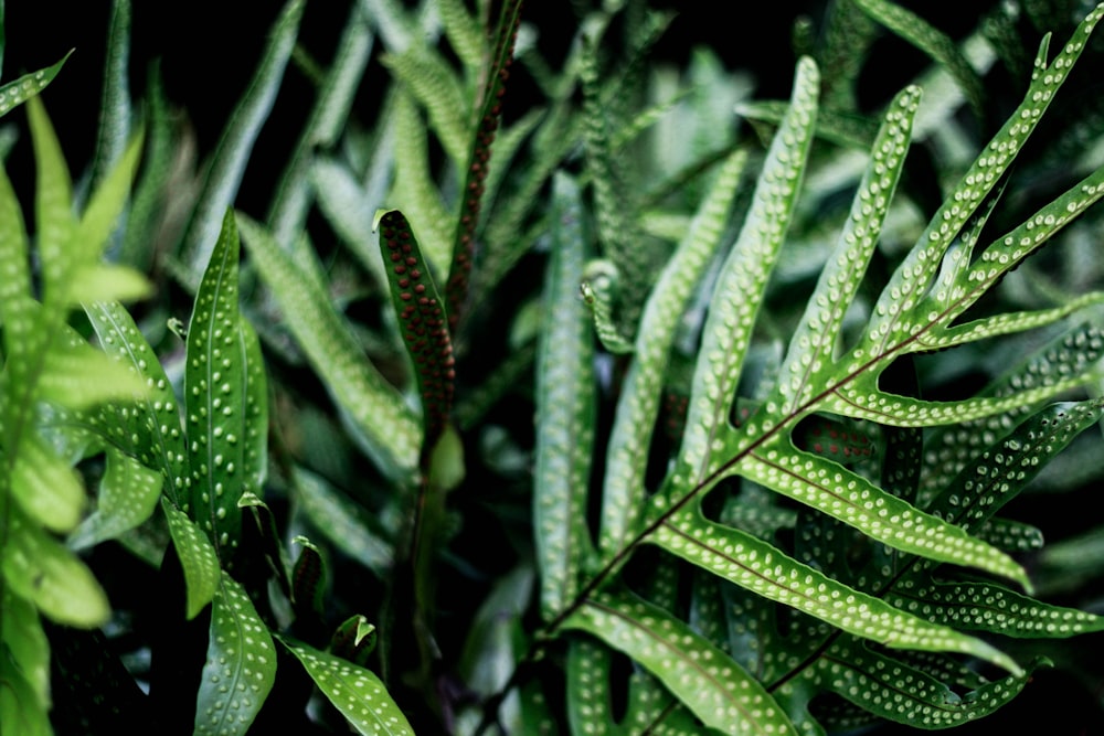 녹색 선형 나뭇잎 사진