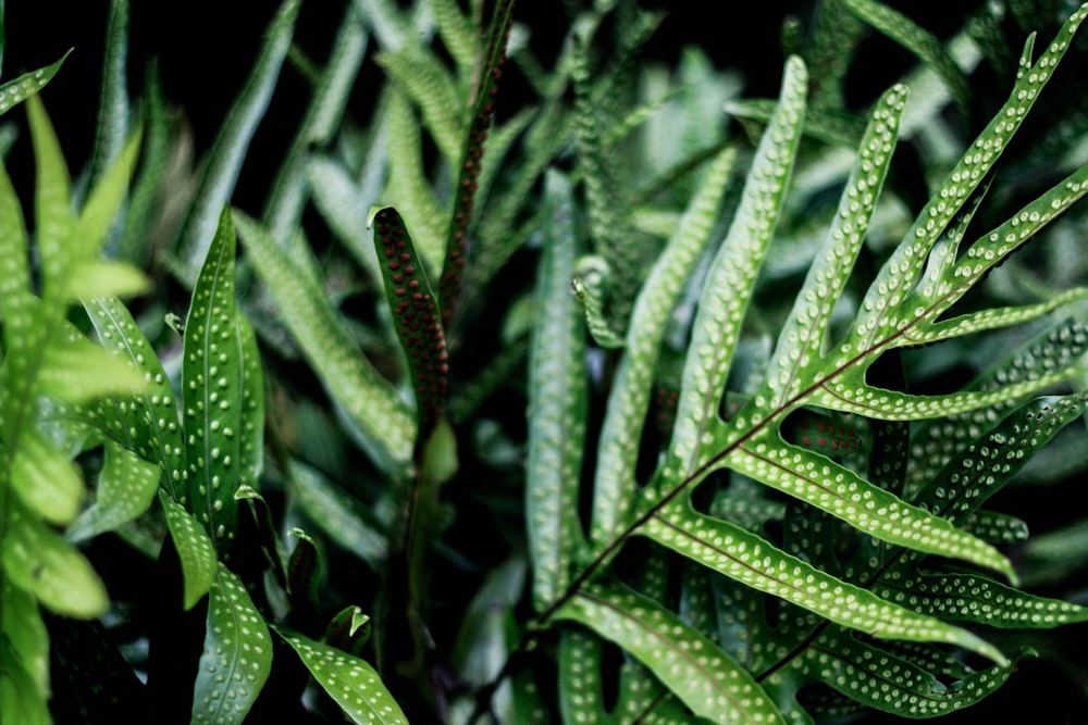 green linear leaves photo