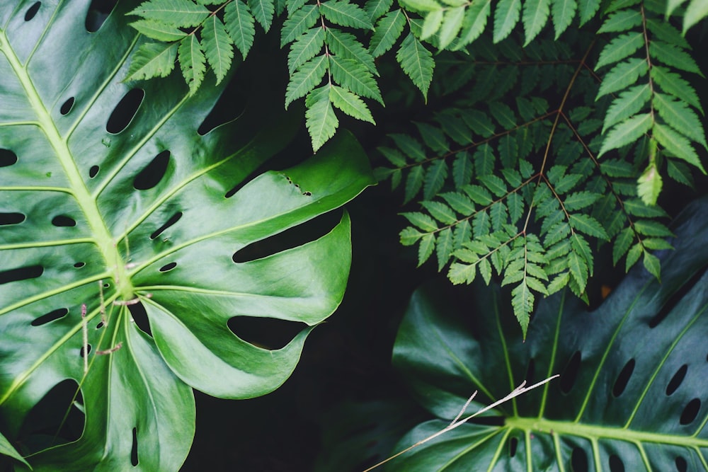 planta de folha verde e branca