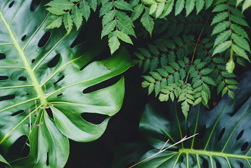 Ayurvedic Herbs & Mortar