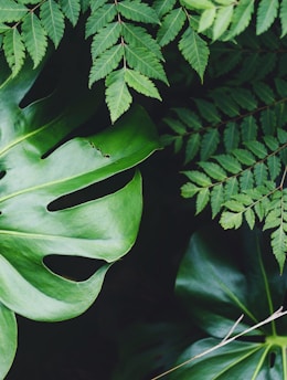 green and white leaf plant