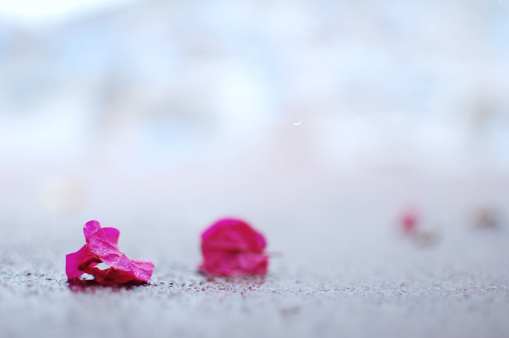 close-up of pink leaf