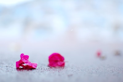 close-up of pink leaf petal google meet background