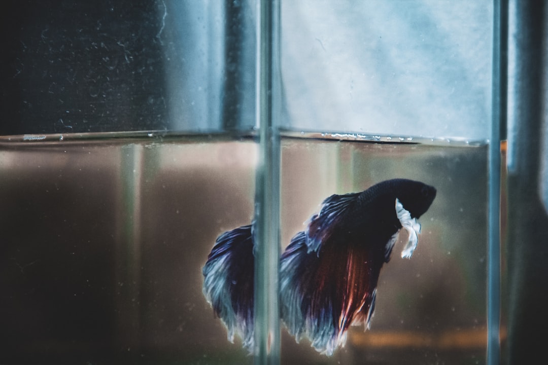 close-up of black and red betta fish
