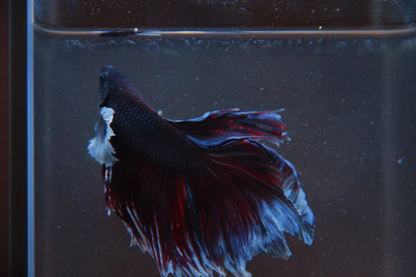 Close-up of a lively Thai fighting betta with bright colors.
