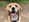 dog's face