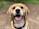 dog's face