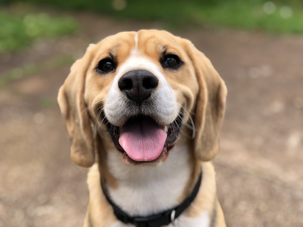 cara de cachorro