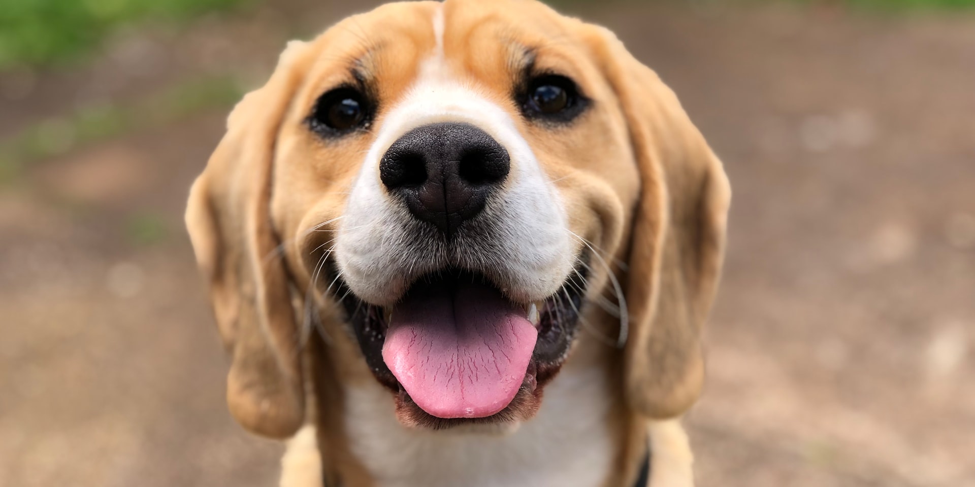 Cover Image for The Science Behind a Happy Dog