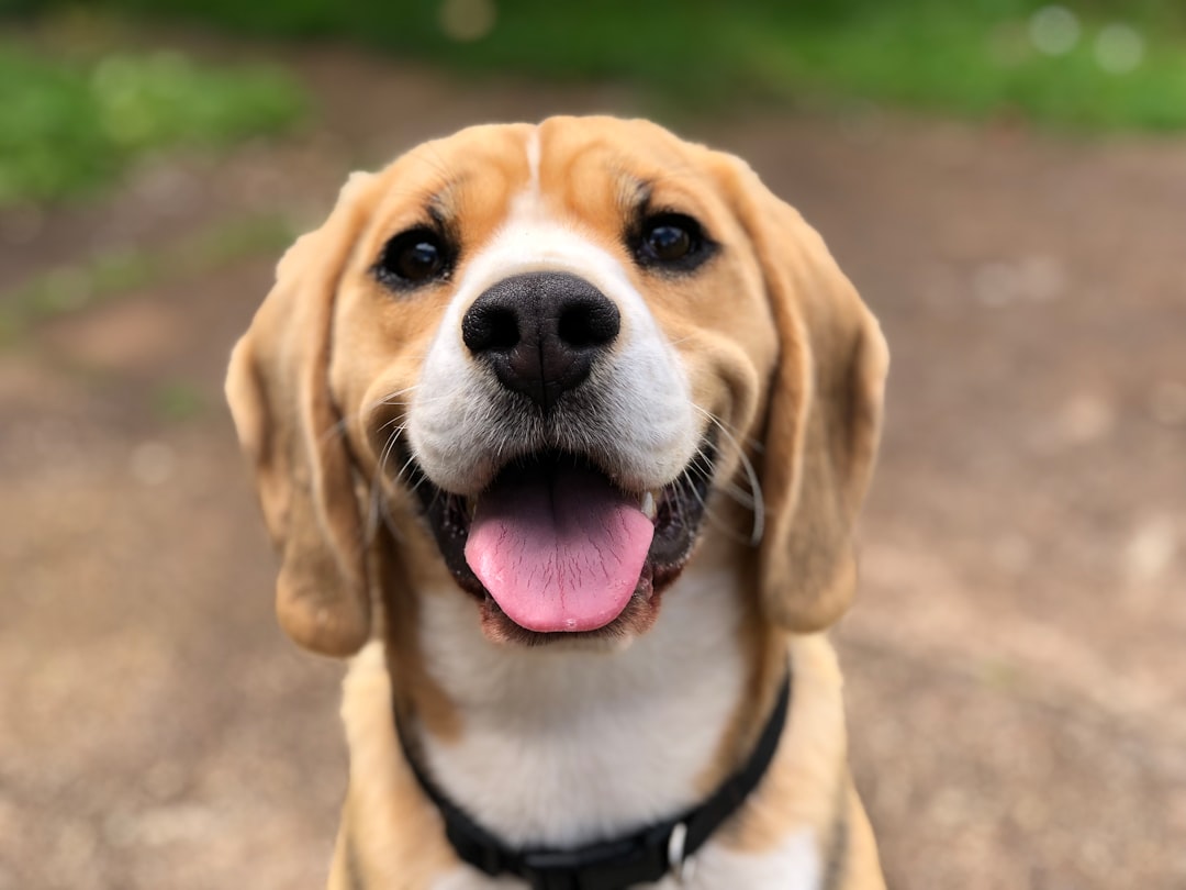 The Benefits of a Grain-Free Diet for Your Dog
