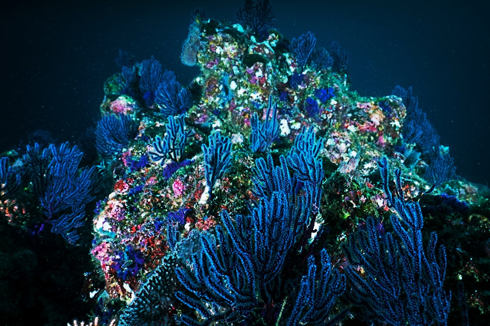 underwater photography of blue corals