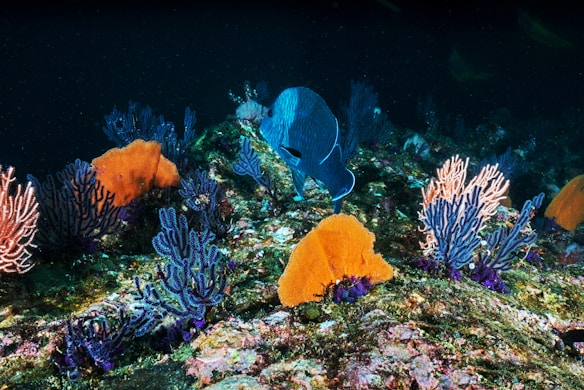 A vibrant underwater scene featuring a blue fish swimming among colorful coral. The seabed is covered with various types of corals in shades of orange, pink, and purple. The dark backdrop enhances the vivid colors of the marine life, creating a lively and dynamic composition.