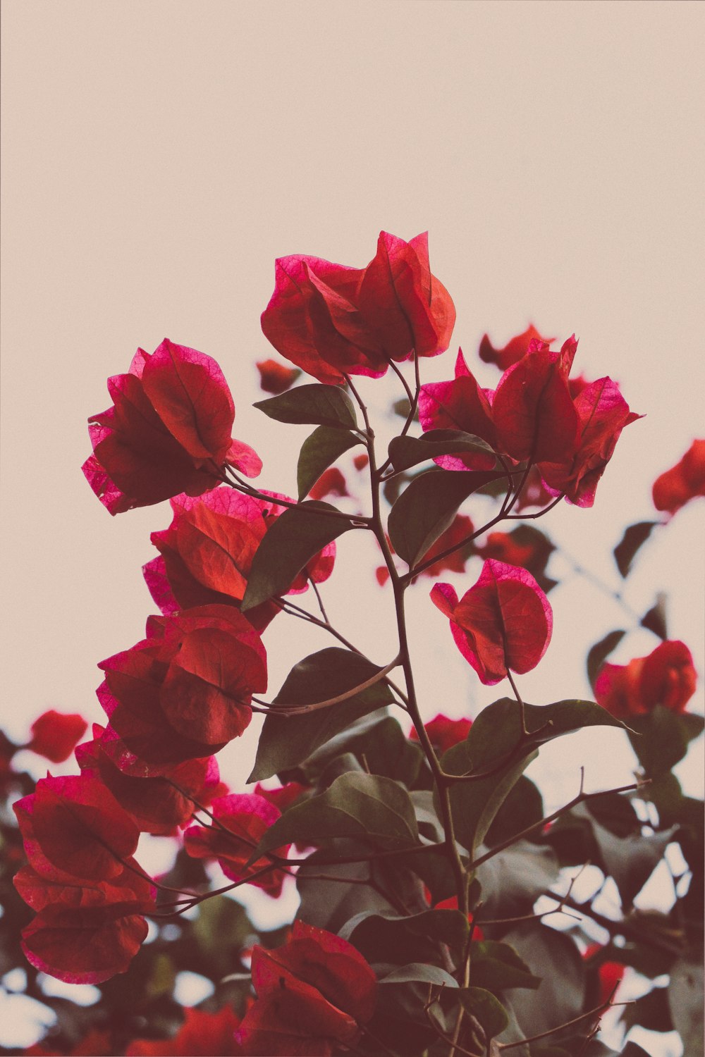 red and white petaled flowers