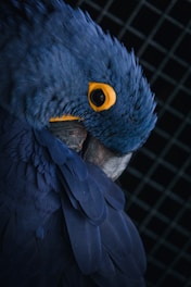 blue and yellow parrot