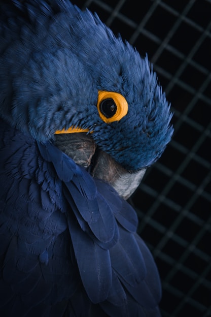 blue and yellow parrot