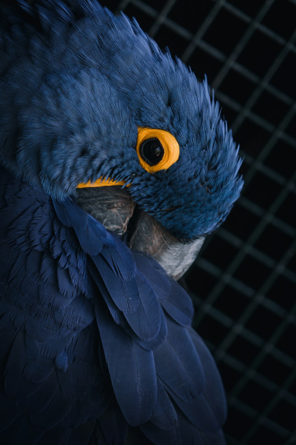 papagaio azul e amarelo