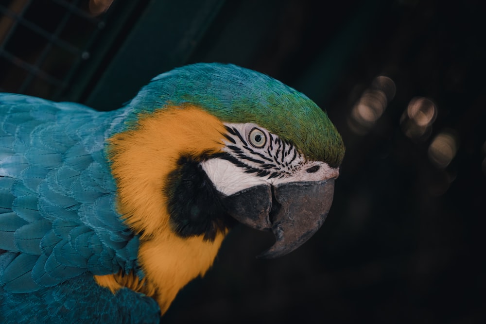 blue and yellow macaw