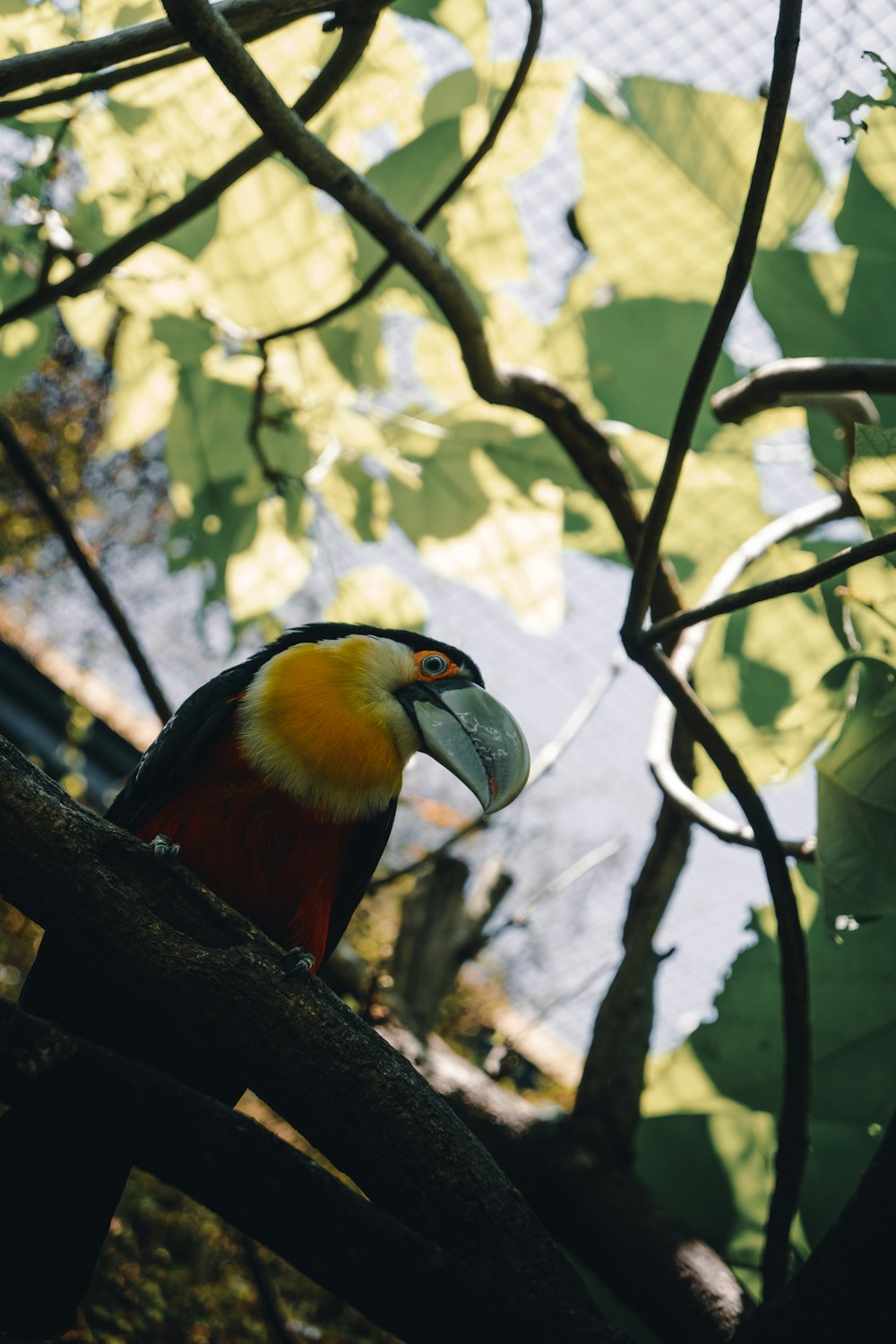 orange, black, and yellow large-beaked bird