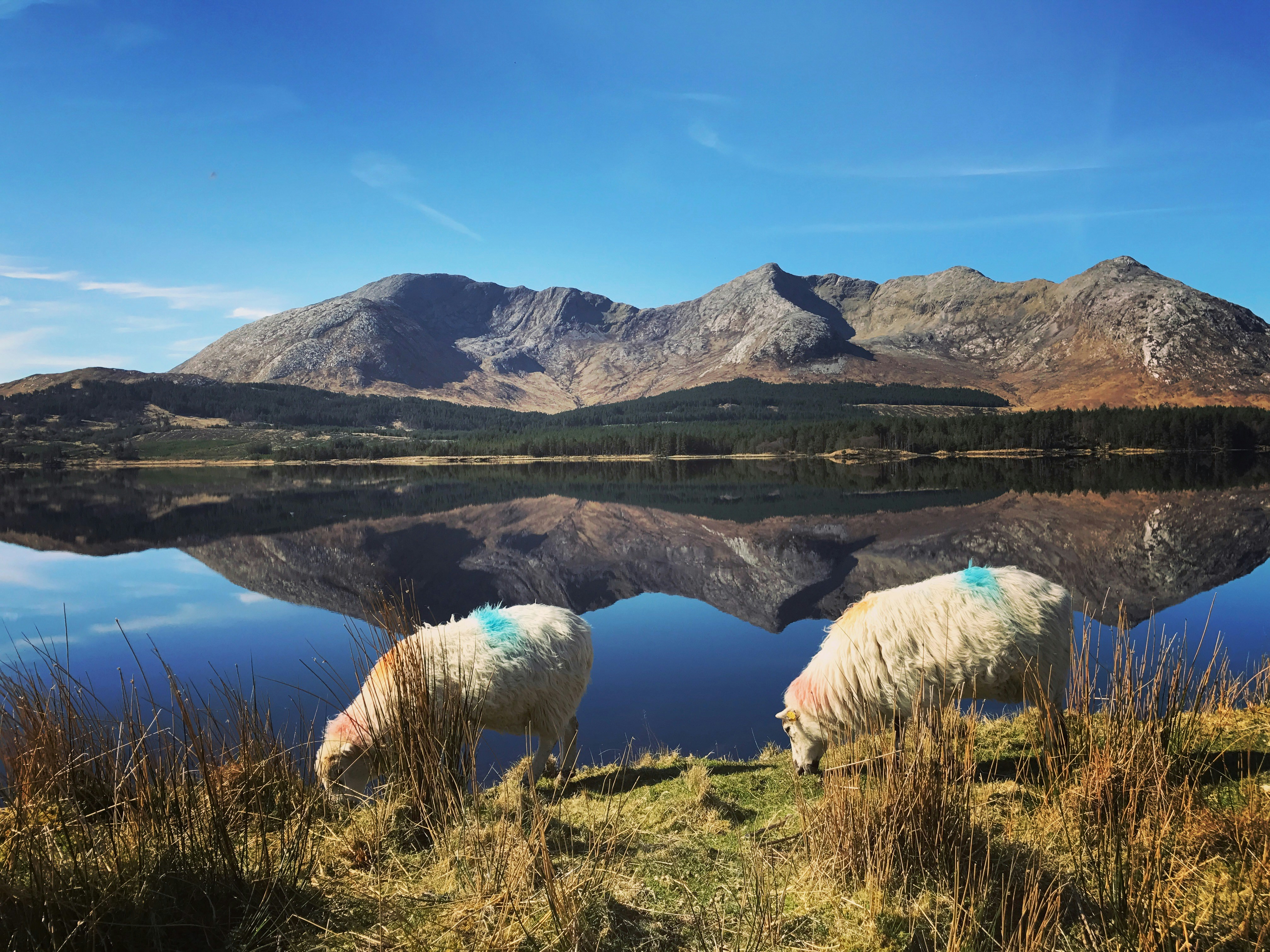 two white sheep near calm body of water during daytime