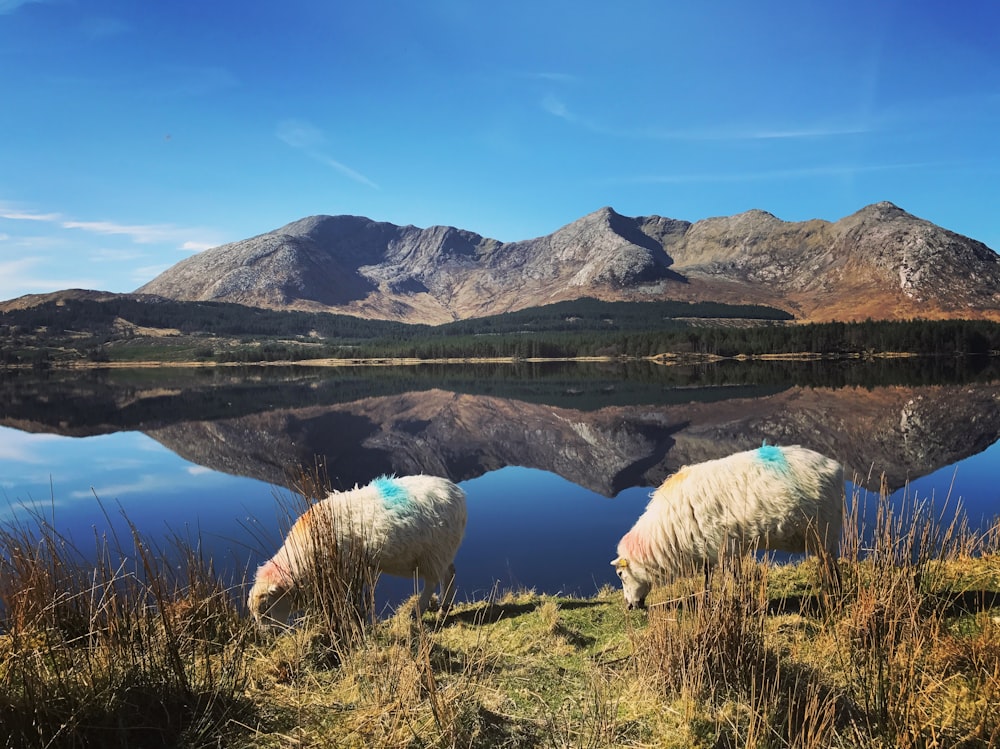 two white sheep near calm body of water during daytime