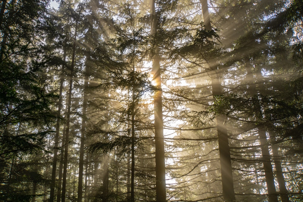 Lever du soleil près des arbres