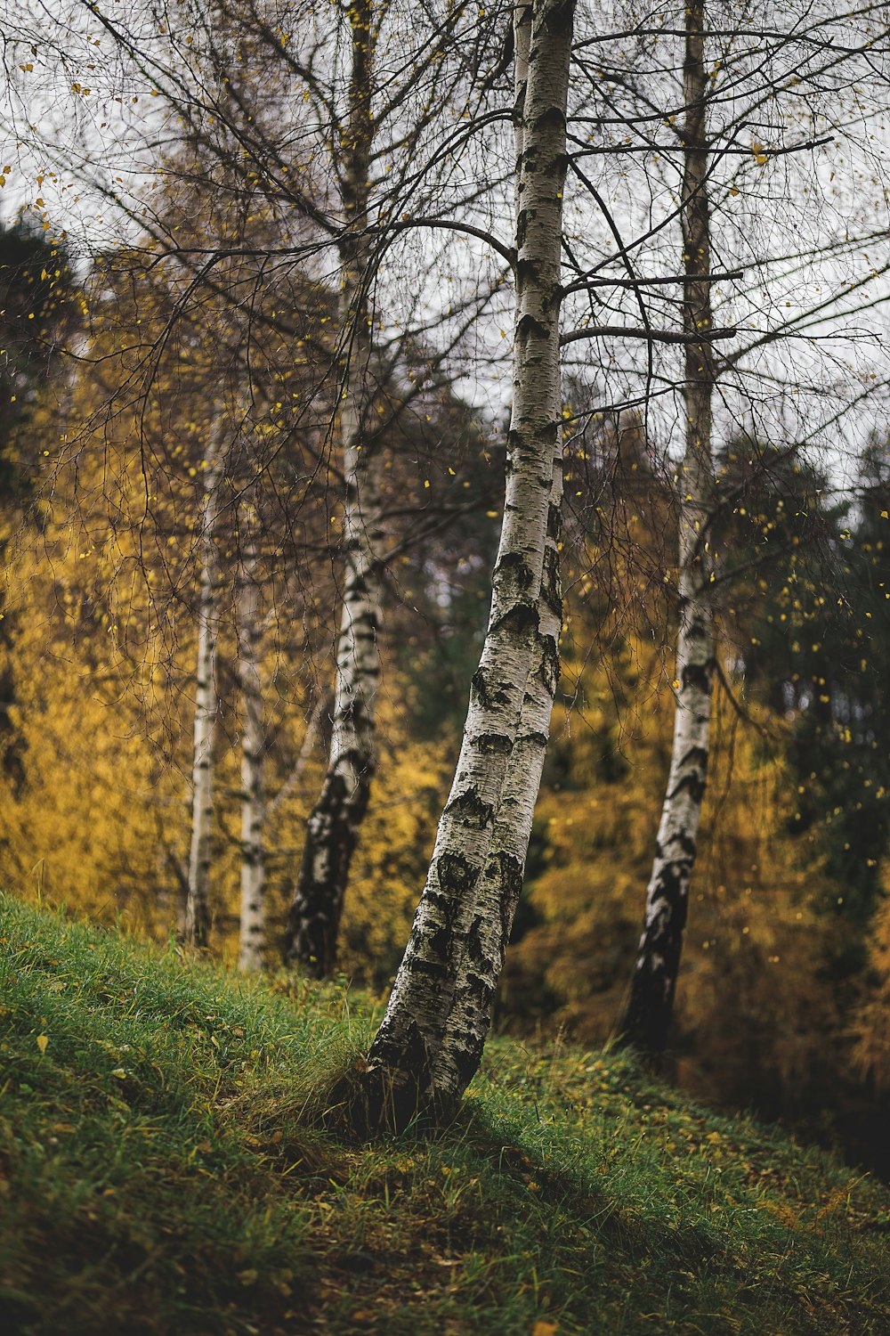 black and brown tree camouflage textile