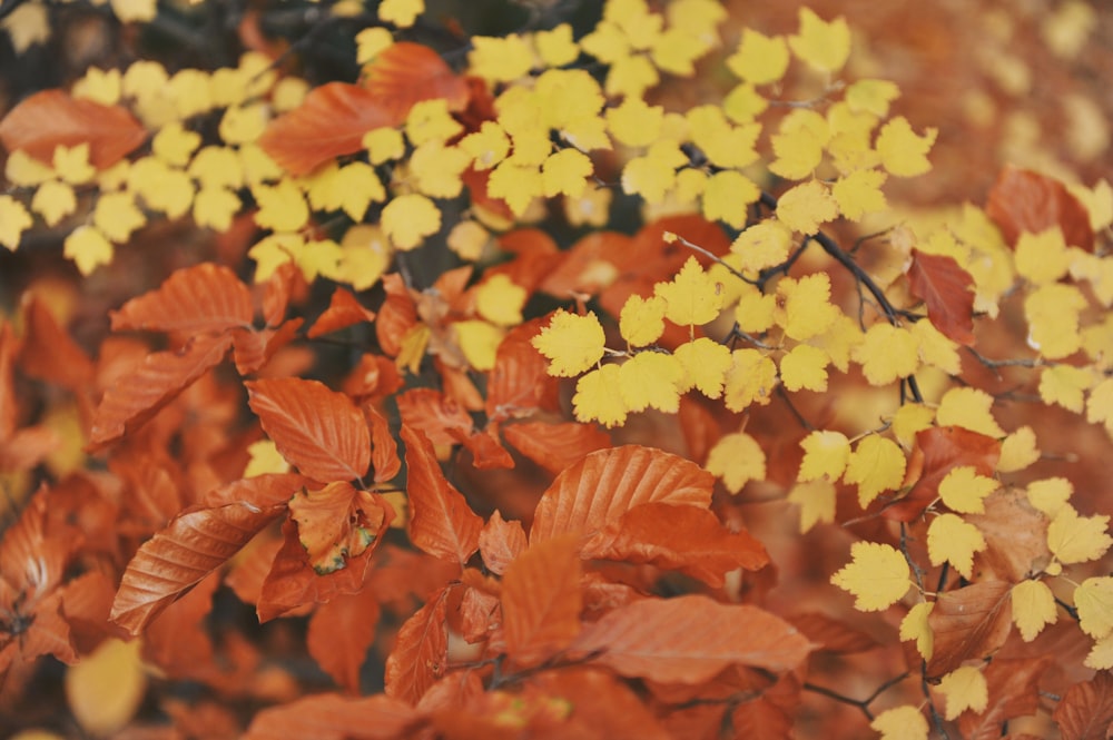 yellow and brown-leafed plants closeup photography