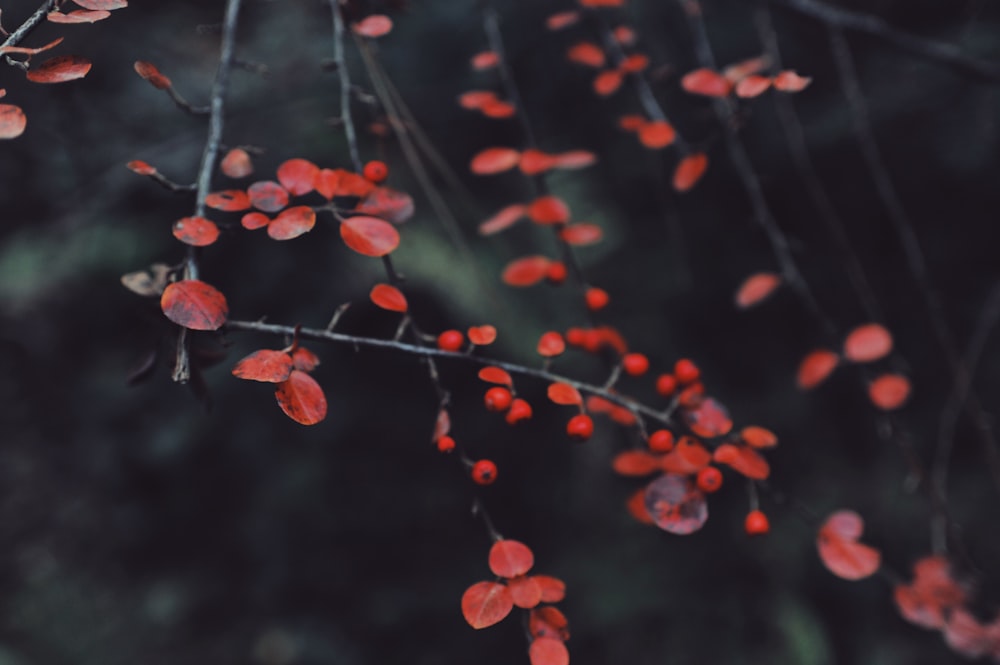 red-leafed plants