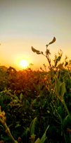 Dusk shot of the Jamaican landscape with cannabis fields stretching toward the horizon under a warm pink sunset.