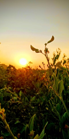 Sunset over the lush coffee fields at Finca Serenalia with warm golden light.