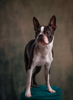 A Boston Terrier stands on a teal platform against a dark, blurred background. The dog has a distinctive black and white coat pattern with large, alert ears and an attentive expression.