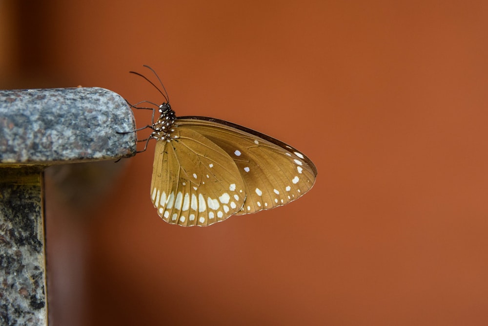 brown and white butterfly