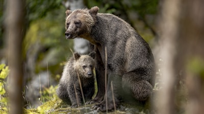 A mother bear with her two cubs walking through a lush green forest.