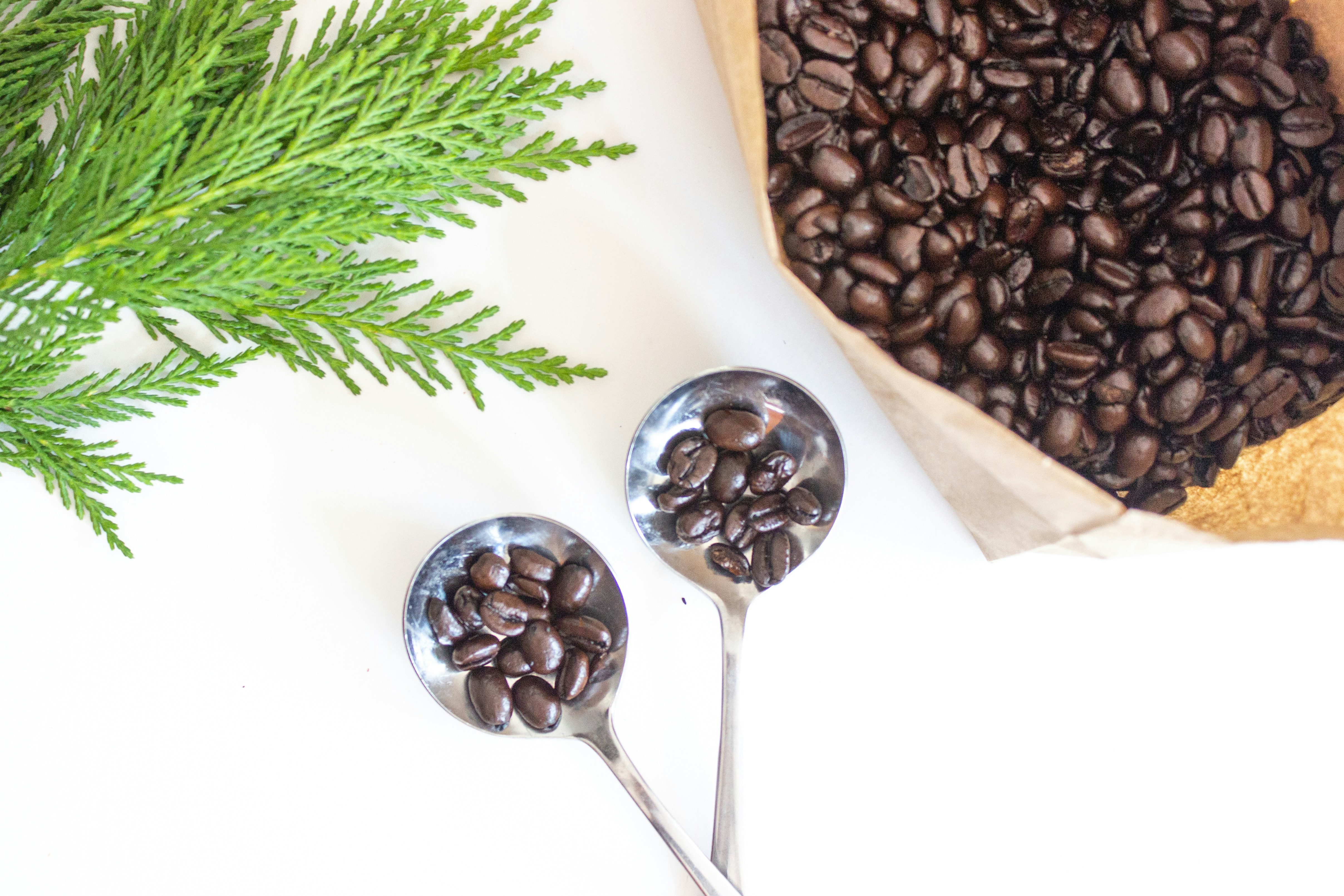 An image of coffee seeds on a spoon