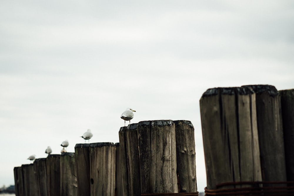 pássaros em pé sobre suportes de madeira