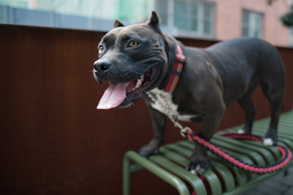 adult black and white American pit bull terrier